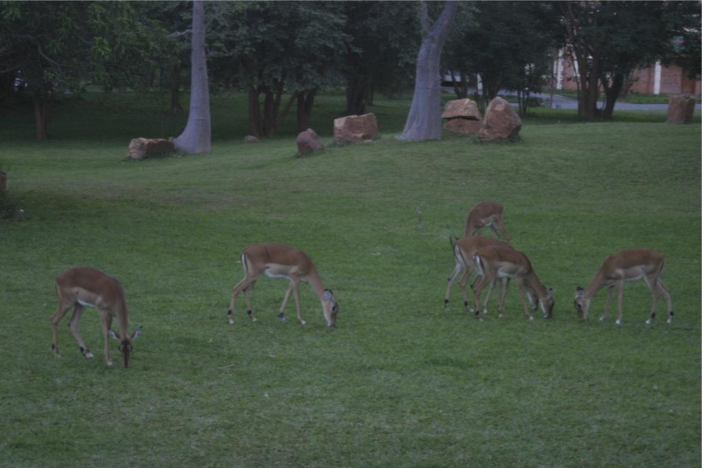 M'Kango Golfview Hotel Λουσάκα Εξωτερικό φωτογραφία